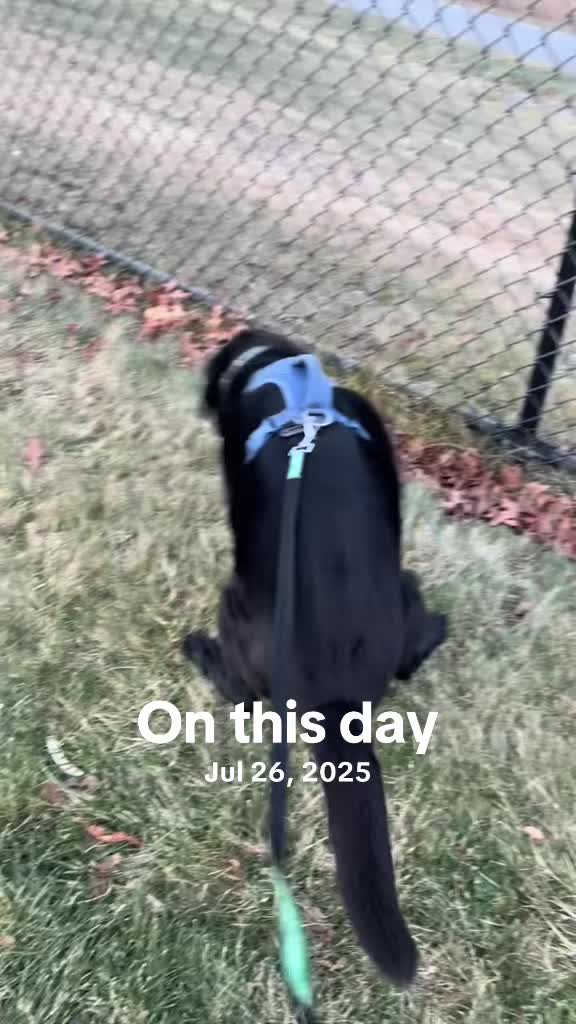 @rubenblacklab