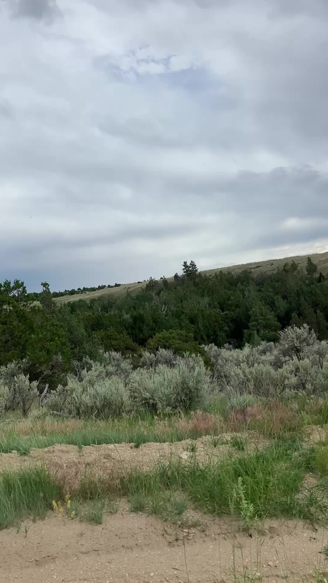 @montanagirl