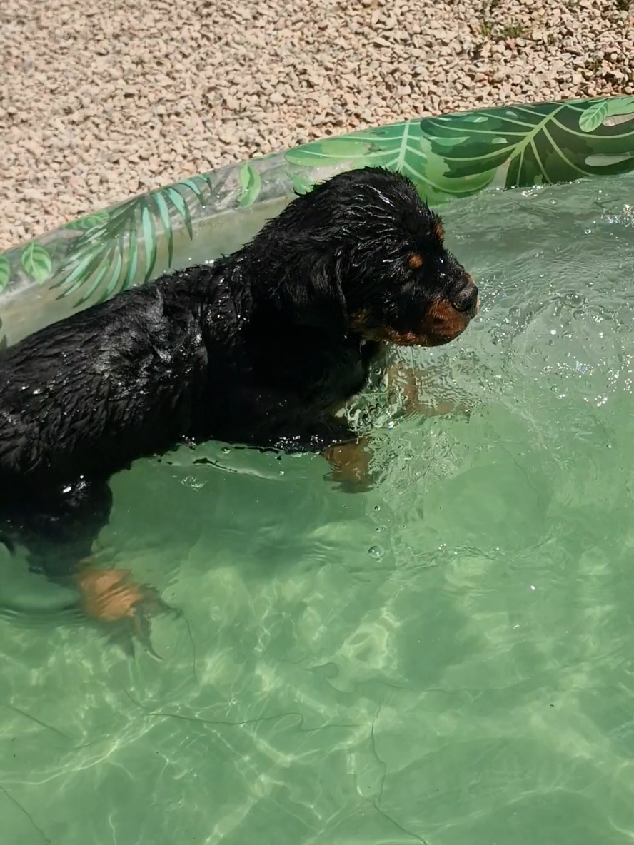 @Laetitia FACHETTi Rottweiler