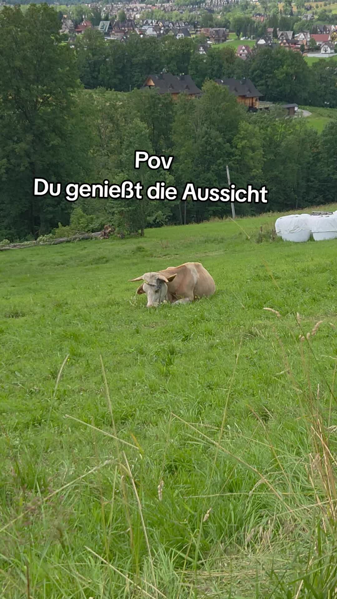 @sabi