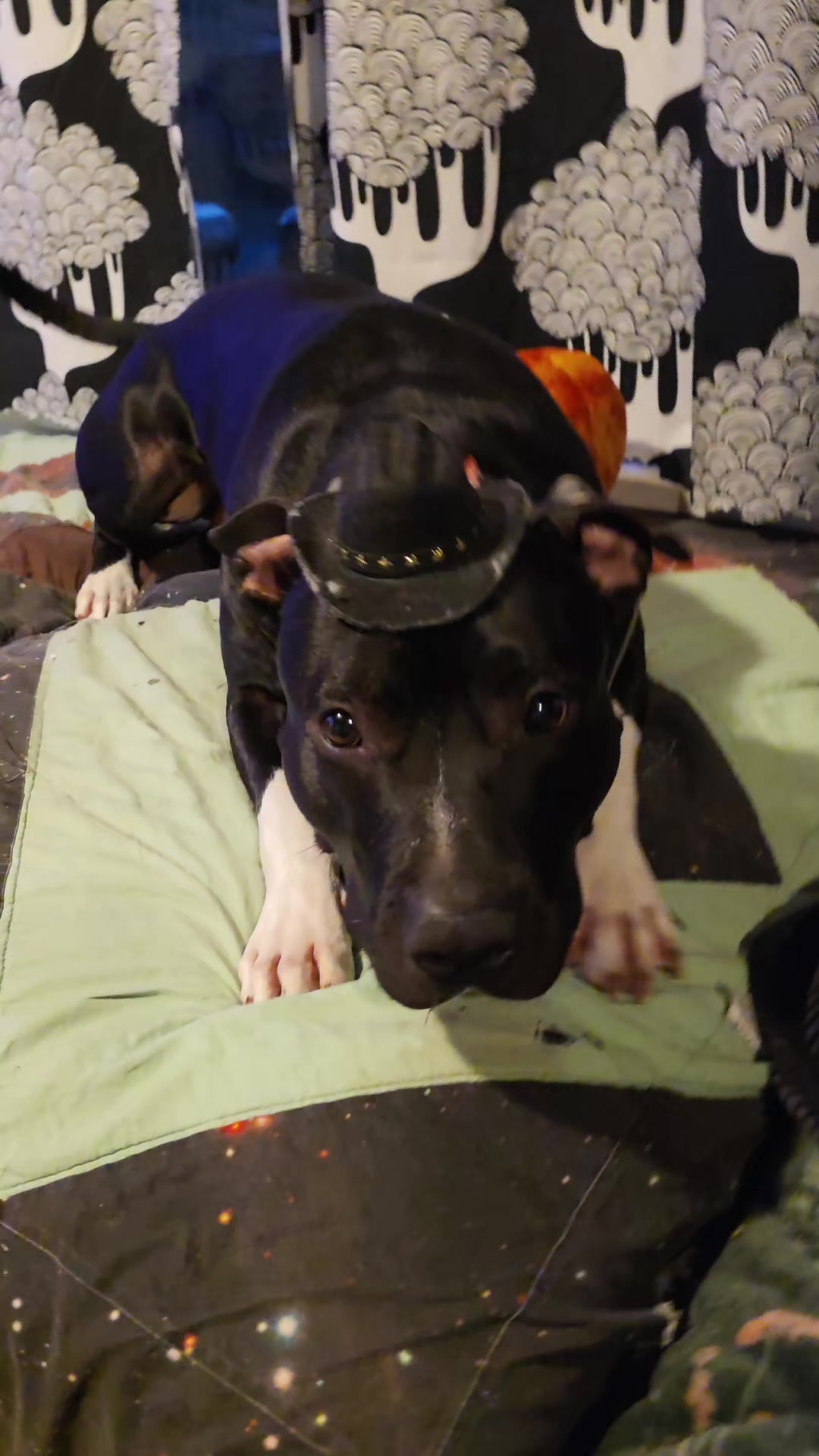 @RaisingHell.Hounds🇨🇦