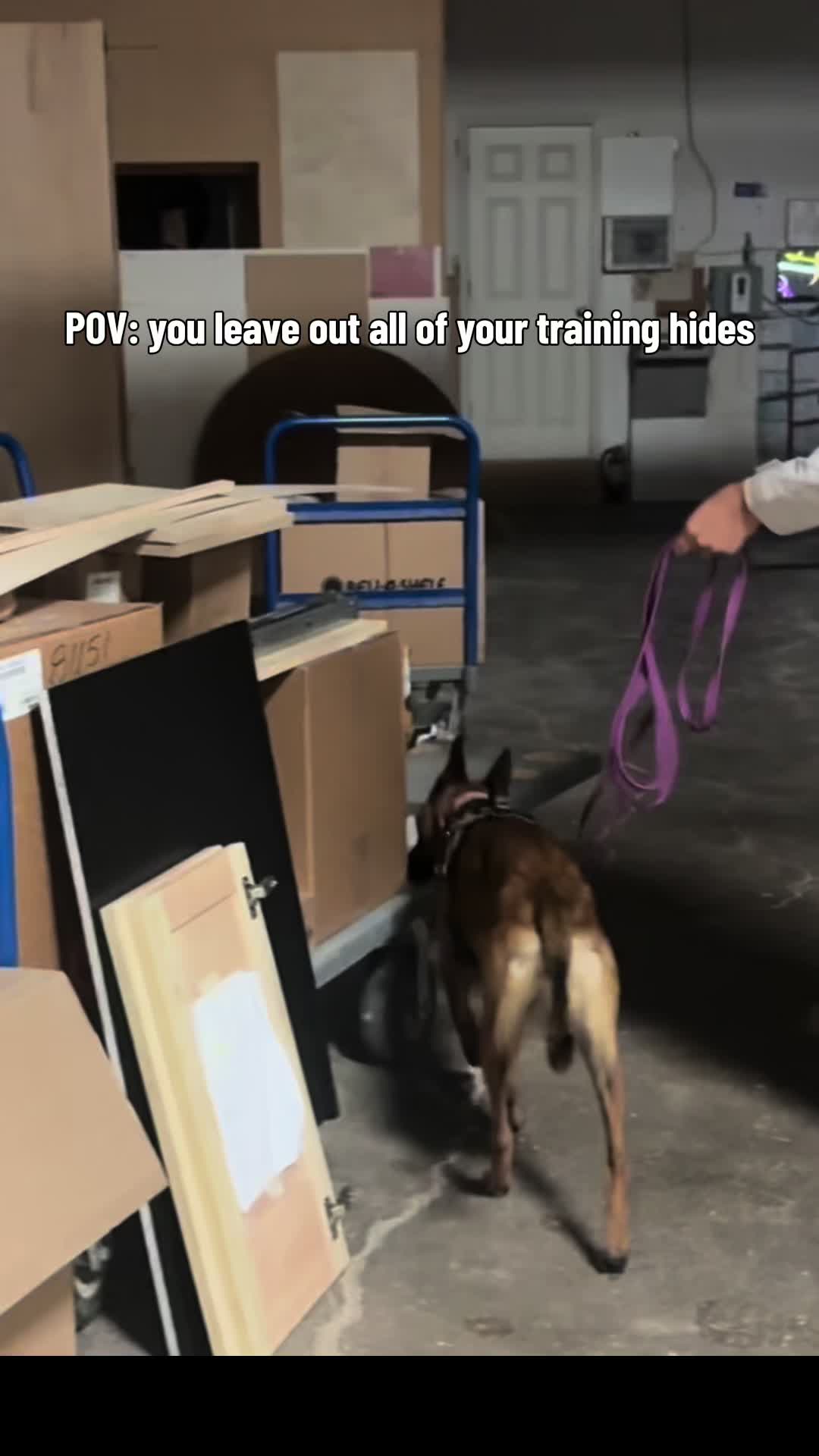 @Sammy | Dog Trainer