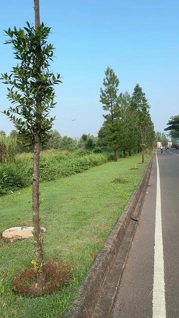 @Dim Manullang