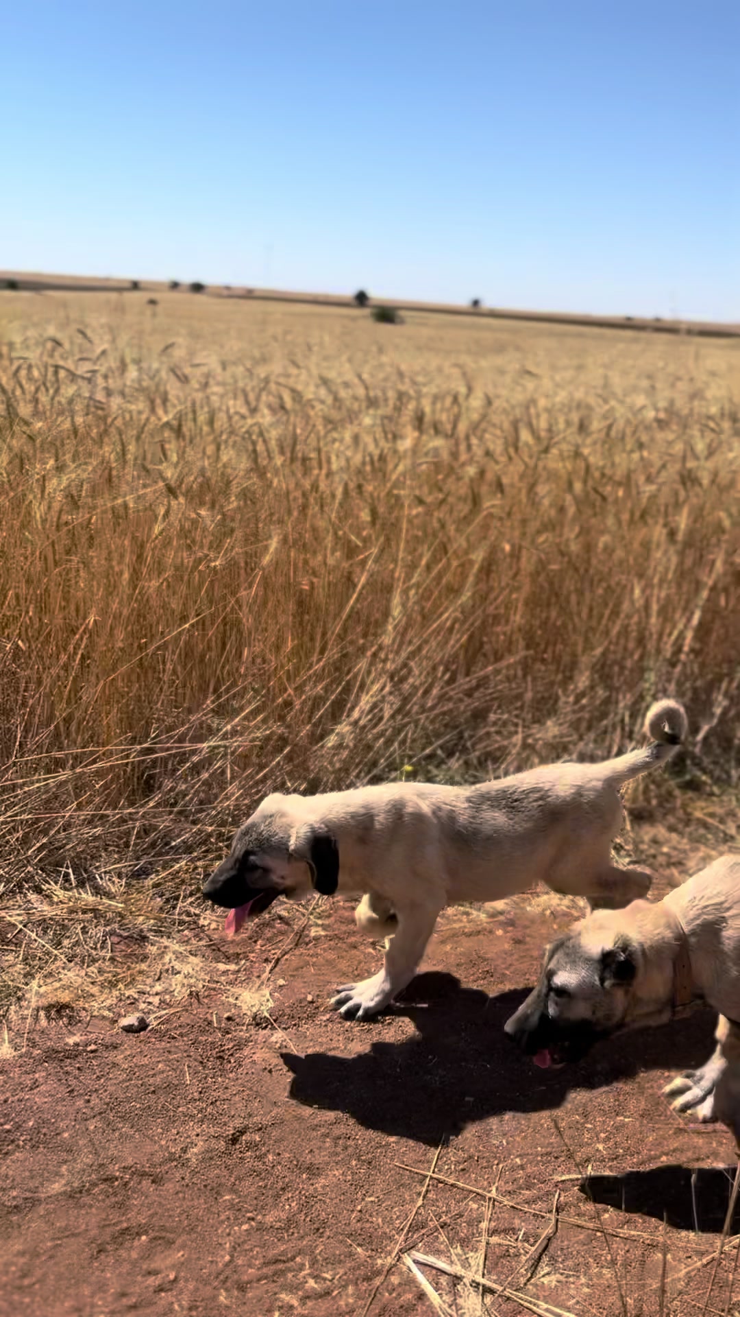 @🇹🇷Sivas Kangal Köpeği 🇹🇷