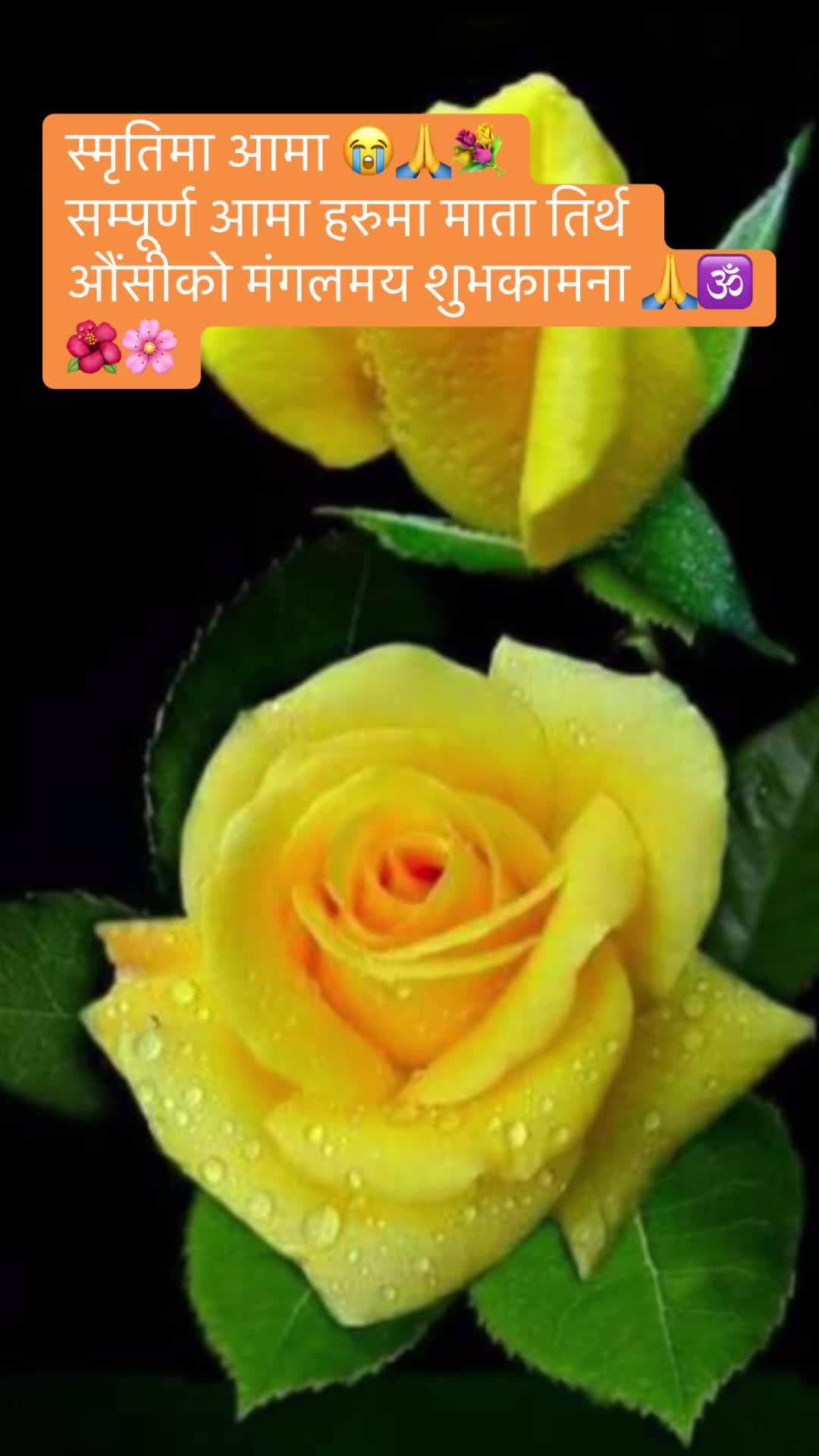 @Rijal babu