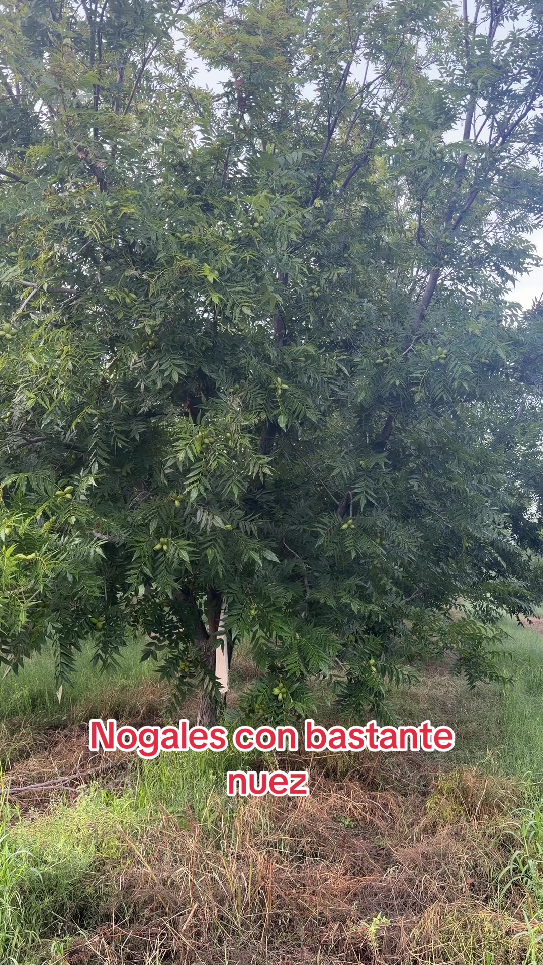 @Pablo Villarreal
