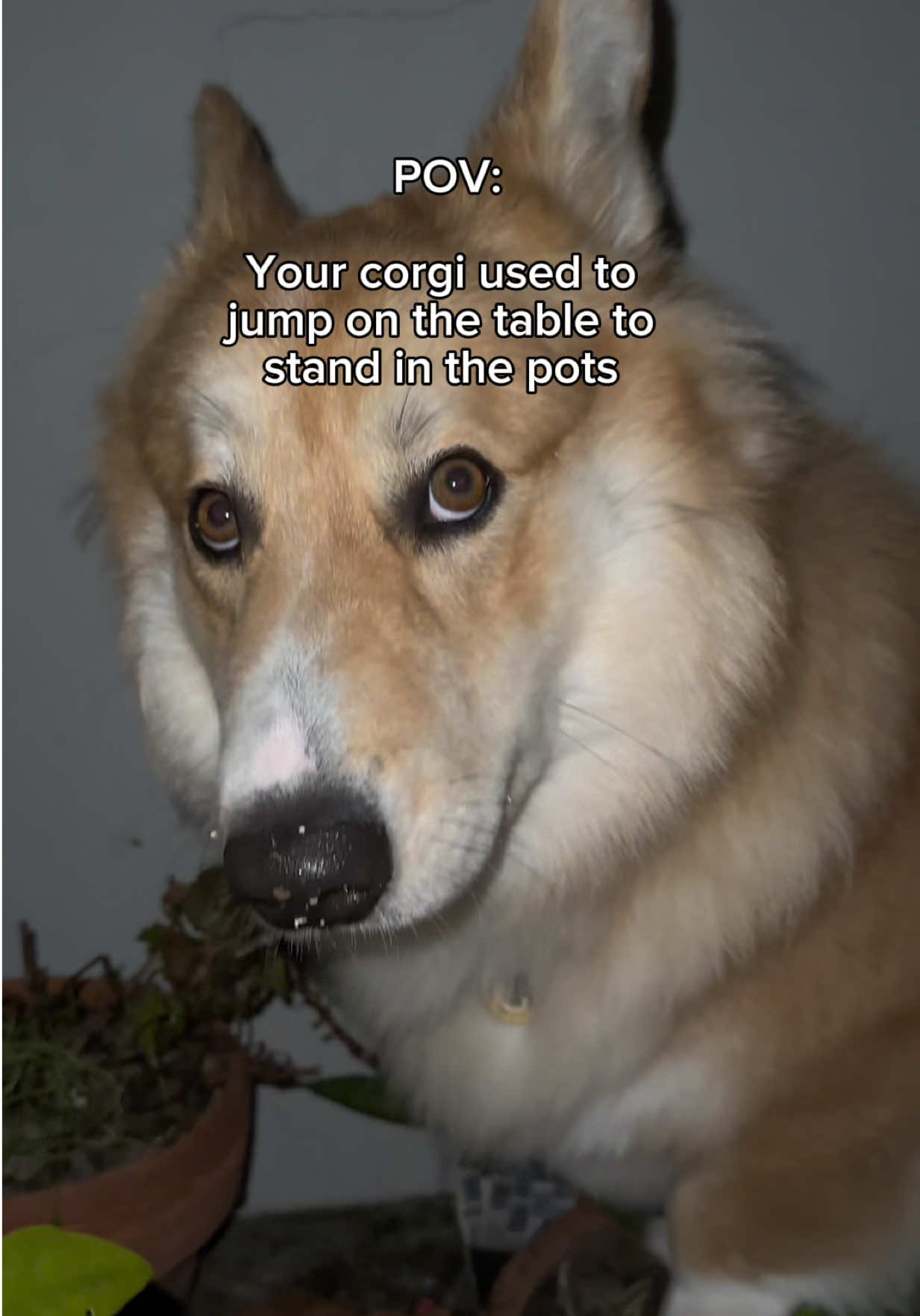 @apollothecorgimute