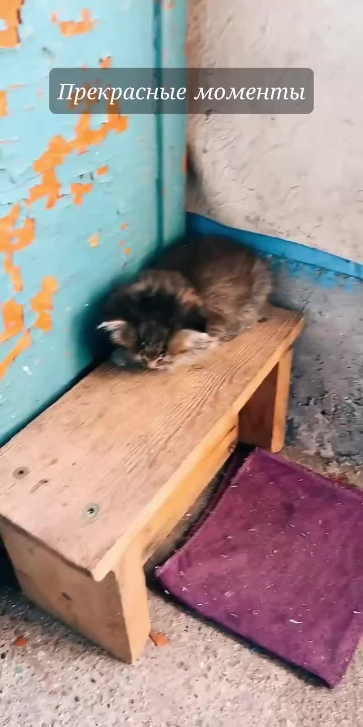 @🐾