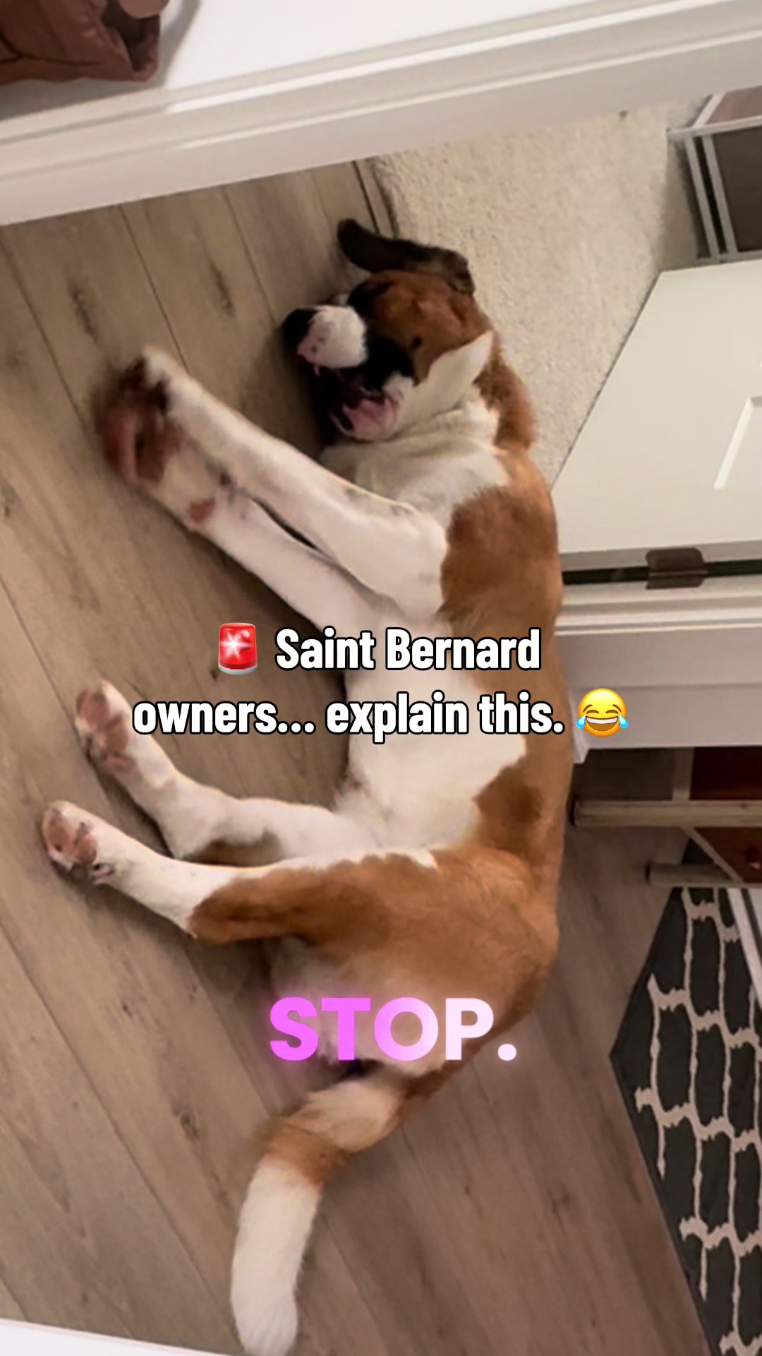 @Penelope | St. Bernard 🤏