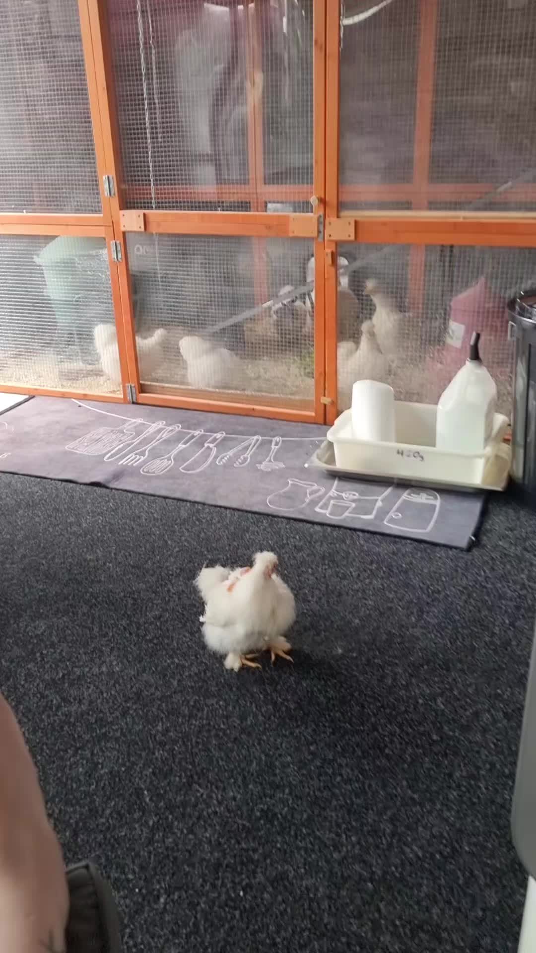 @โโ๐ฅโก๐๐ข๐โก๐ฅโโ