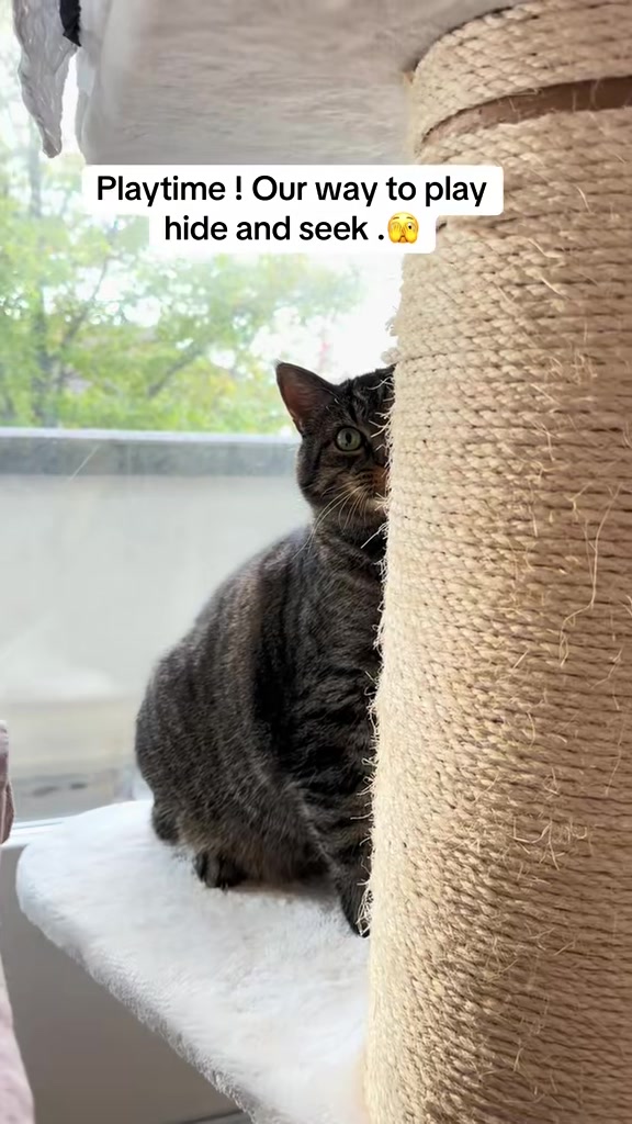 @Joep_the_ rescuecat