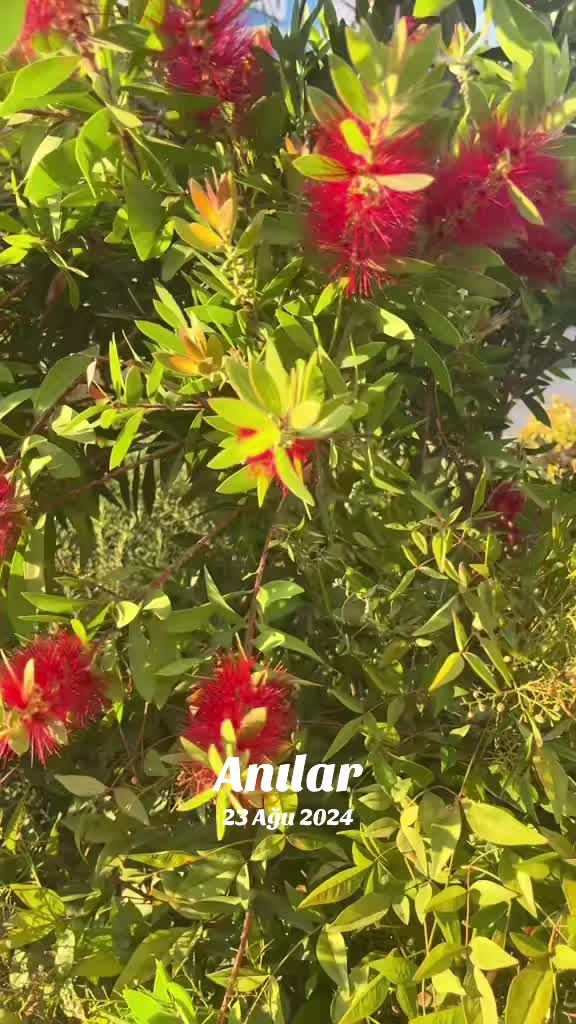 @🌹G&uuml;lo G&uuml;l🌹