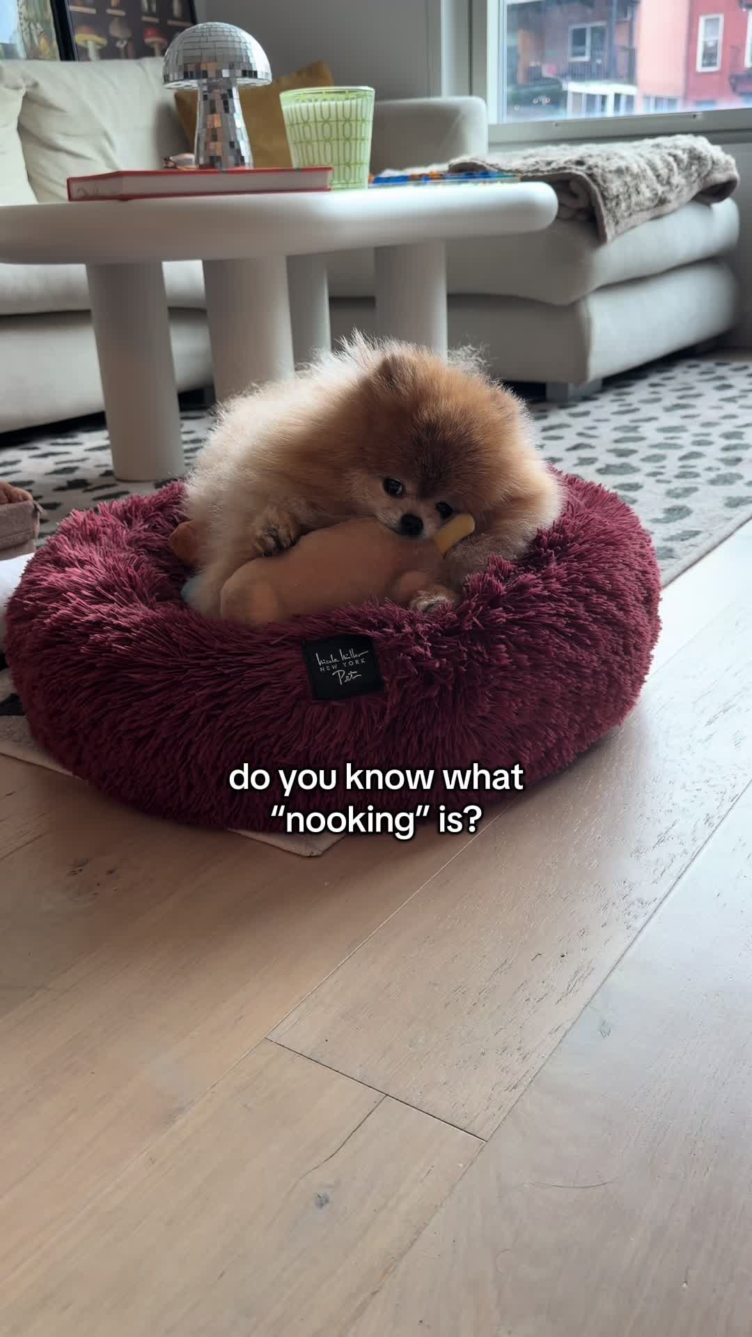@Keanu the Pomeranian