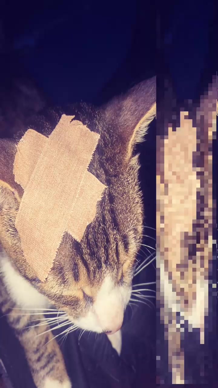 @˗ˏˋ 𝔻𝕒𝕣𝕜_𝕣𝕠𝕤𝕖 ˎˊ˗