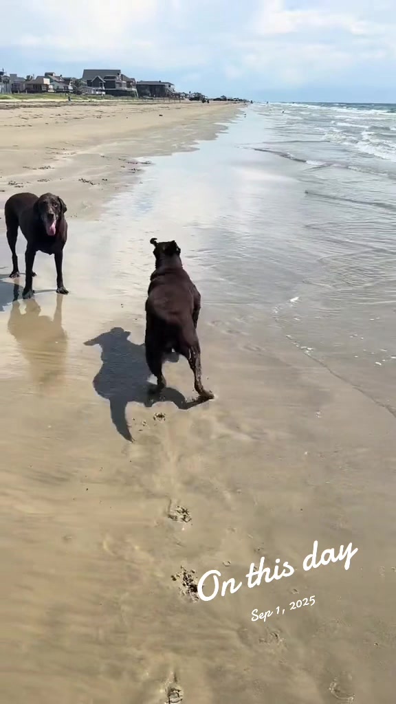 @Roman The Beach 🐾