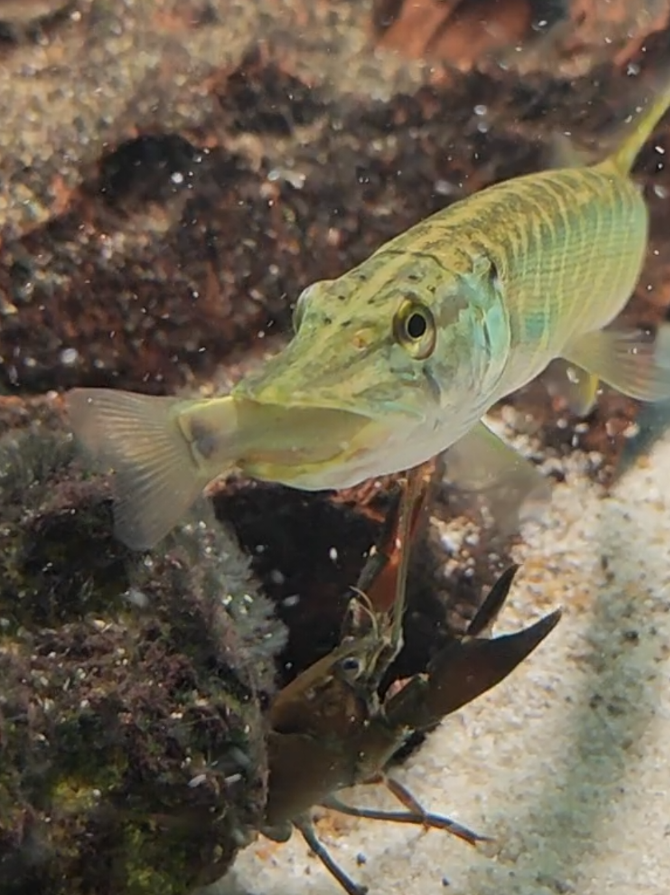 @predatoryfishtank