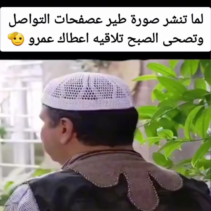 @Pigeons Tv