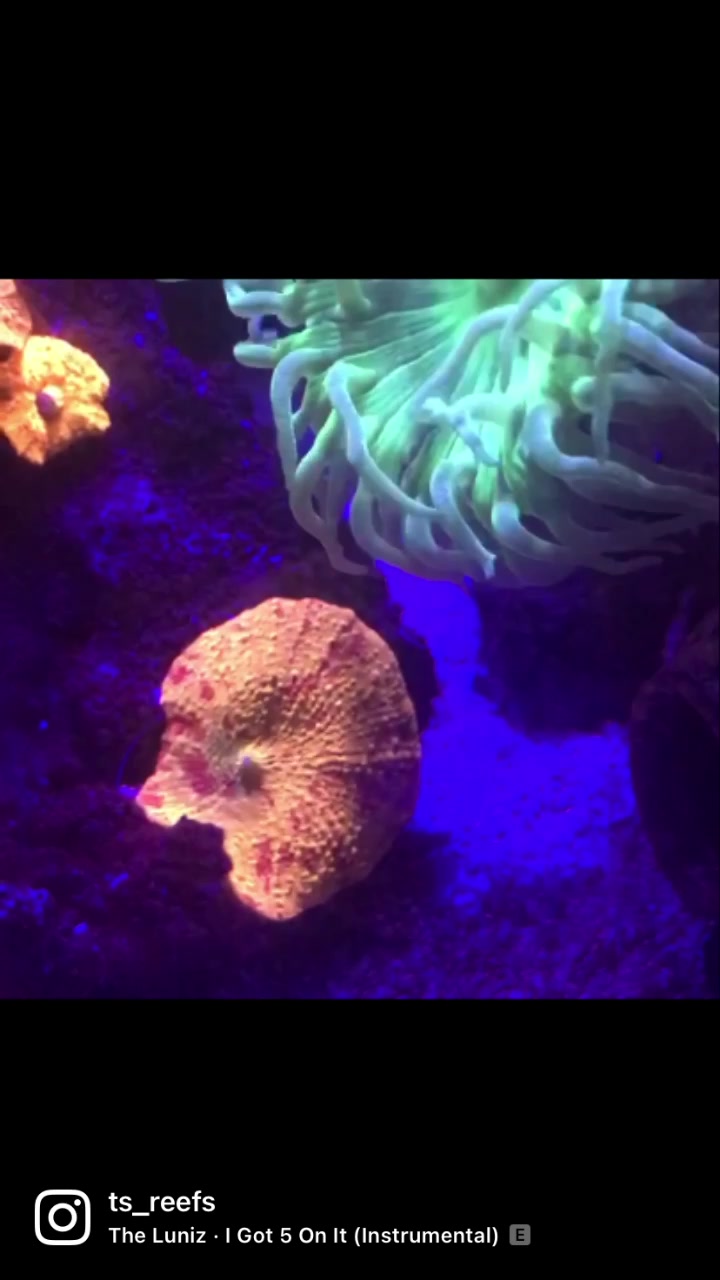 @Ts_reefs