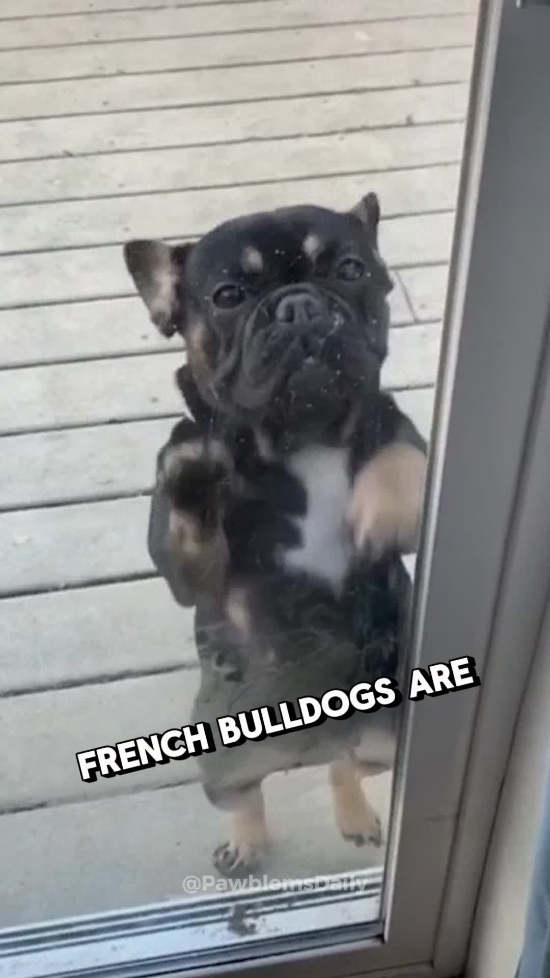 @PawblemsDaily