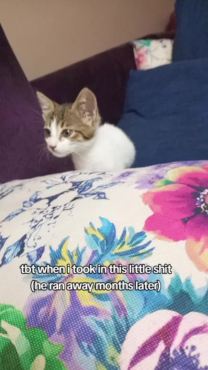 @ꈍ◡ꈍ