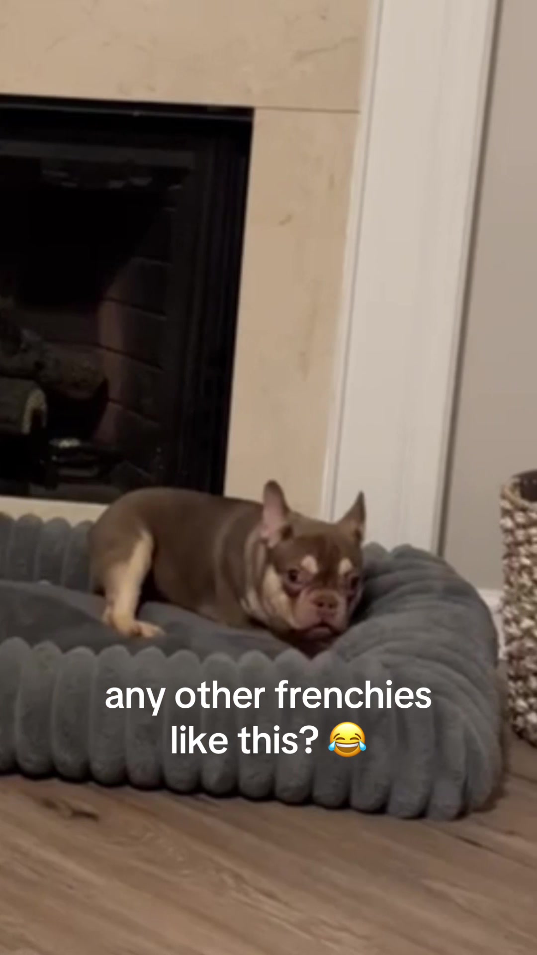 @⭐️ 5 Starr Frenchies ⭐️