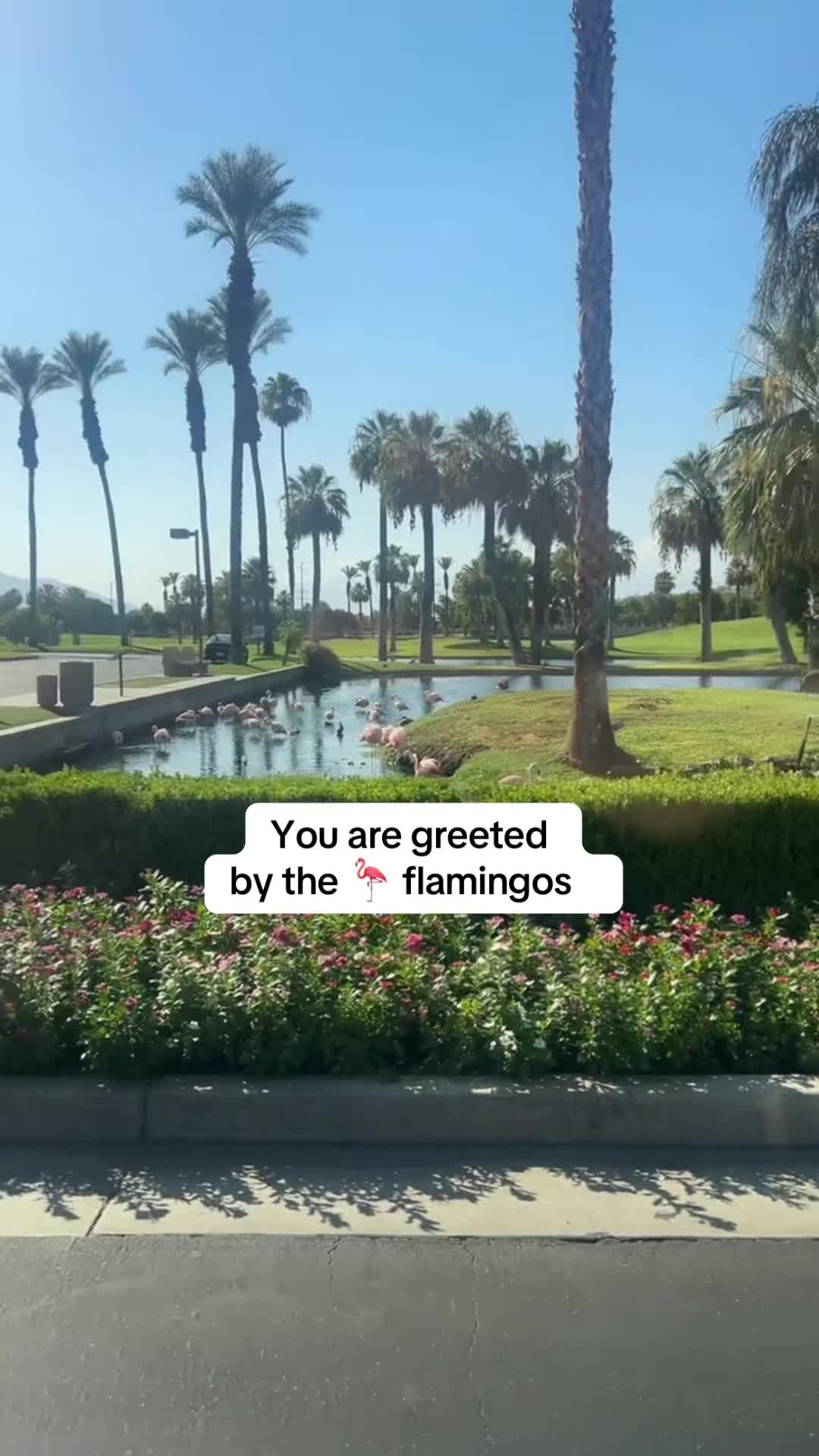 @success_sofistory