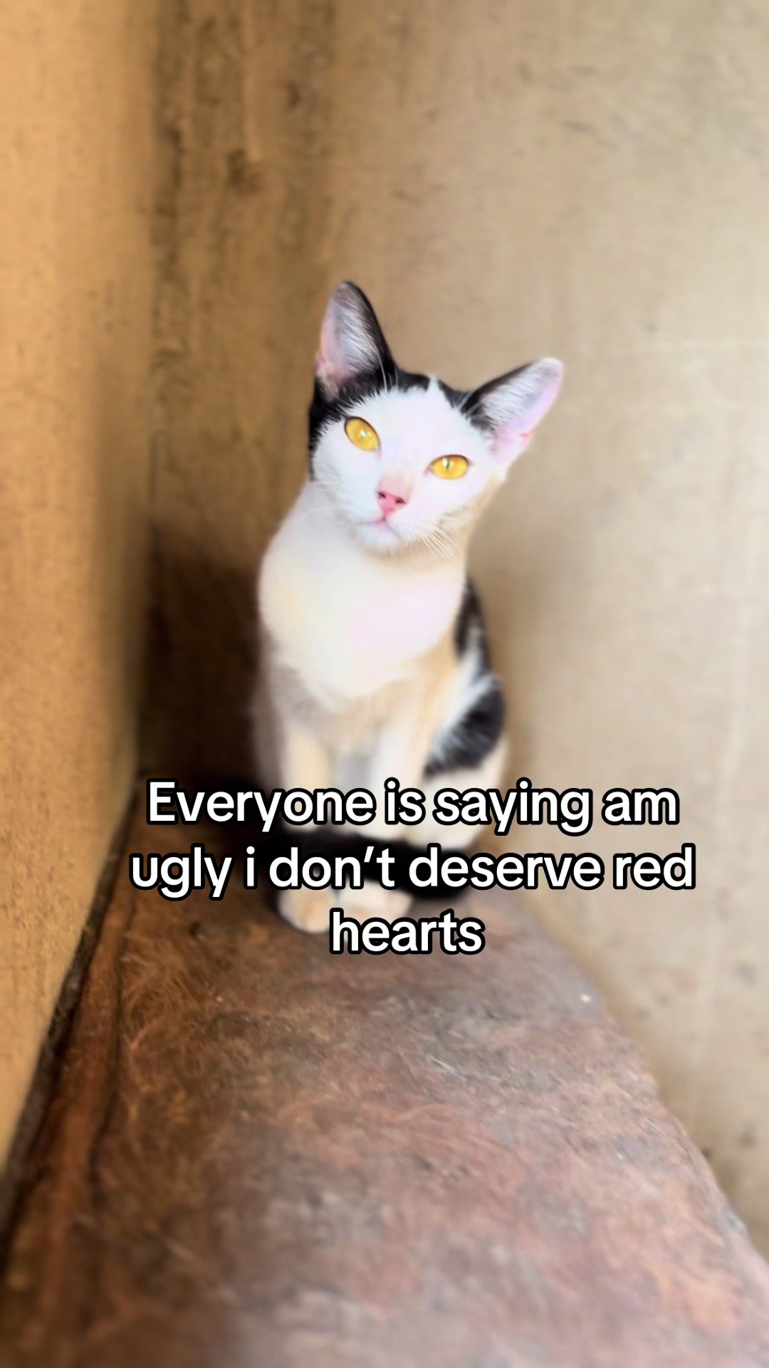 @D strays