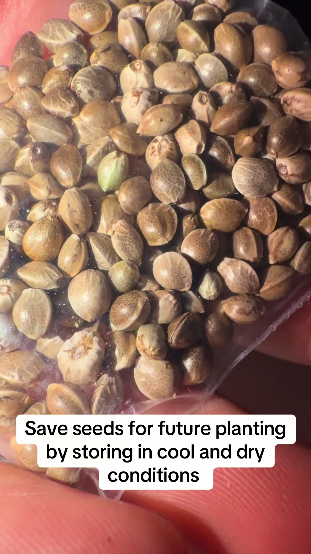 @SEEDTIVA