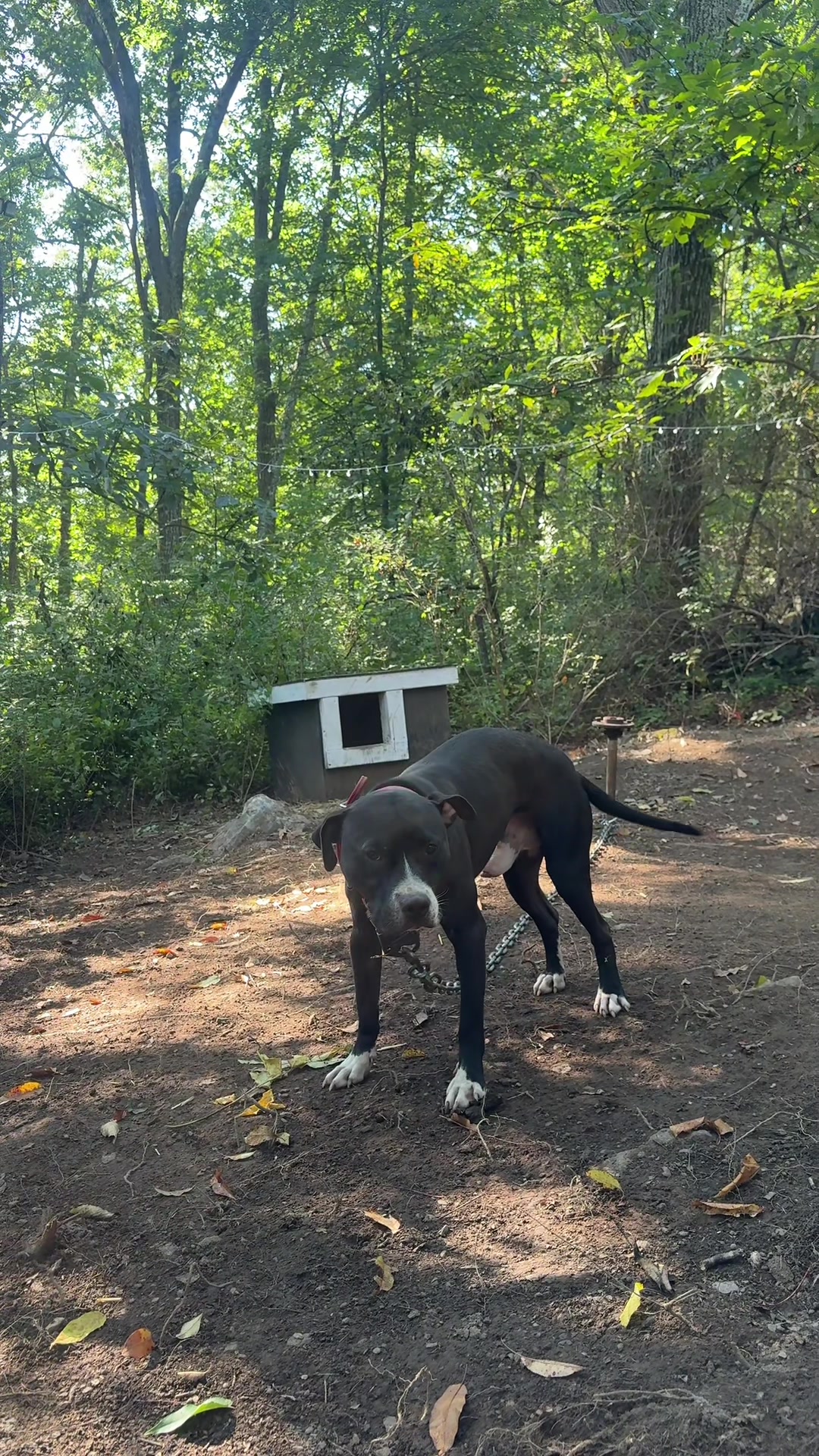 @ConcreteJungle_apbt