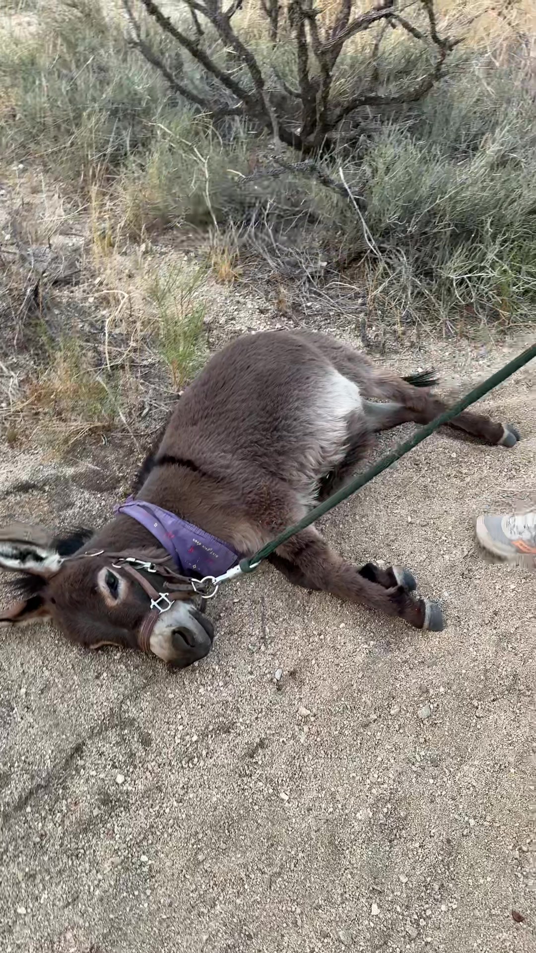 @mojaveminidonkeys