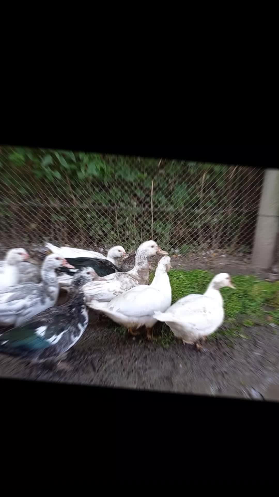 @🦚🆃𝓲𝓮𝓻🅿𝓪𝓻𝓴🆃𝓸𝓴🦚