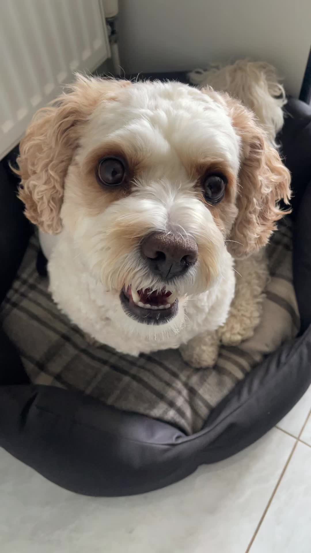 @My Cavachon