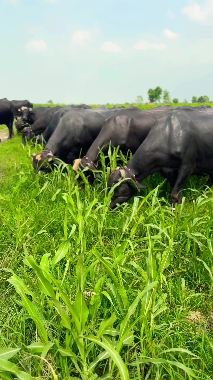 @GUJJAR DAIRY FARM