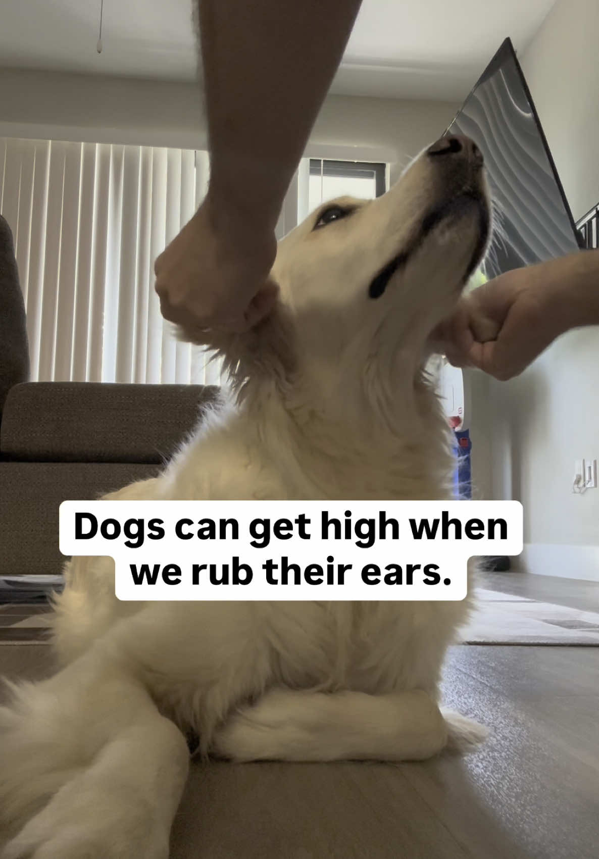 @PetFitness