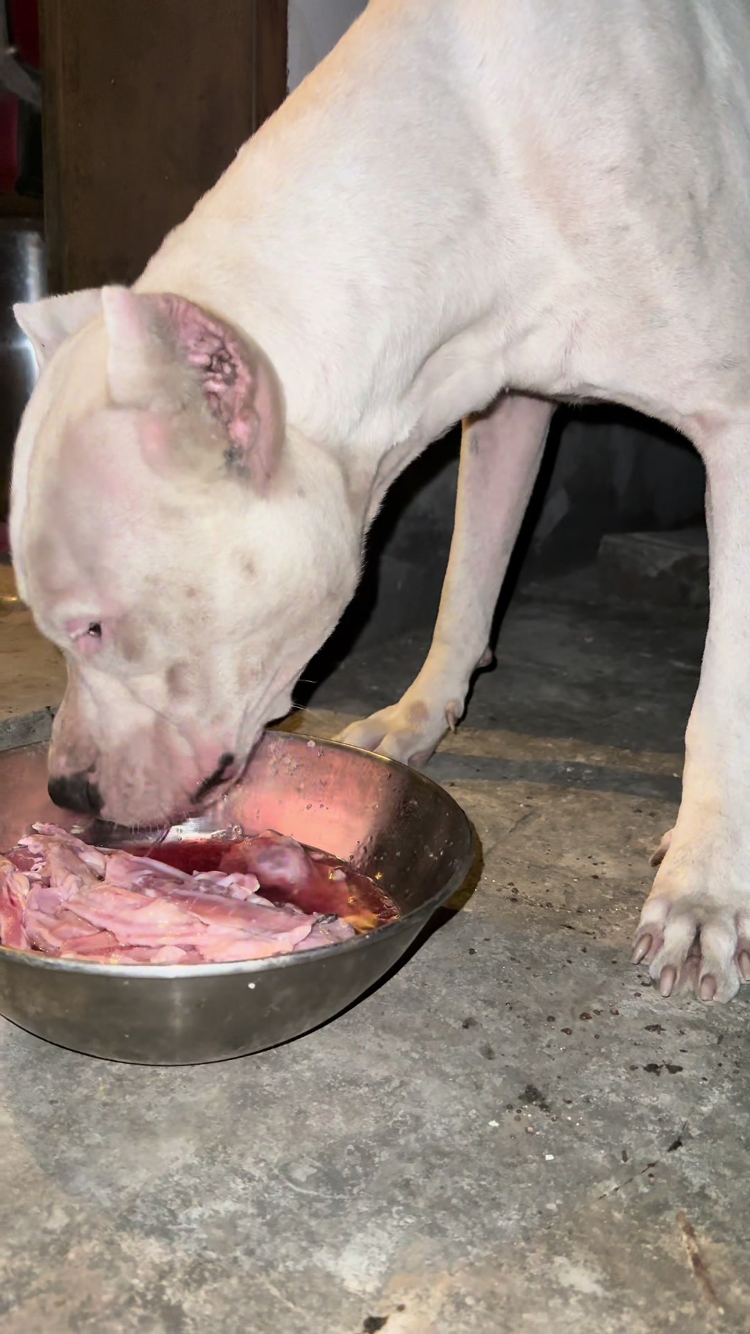@LIGER the DOGO ARGENTINO