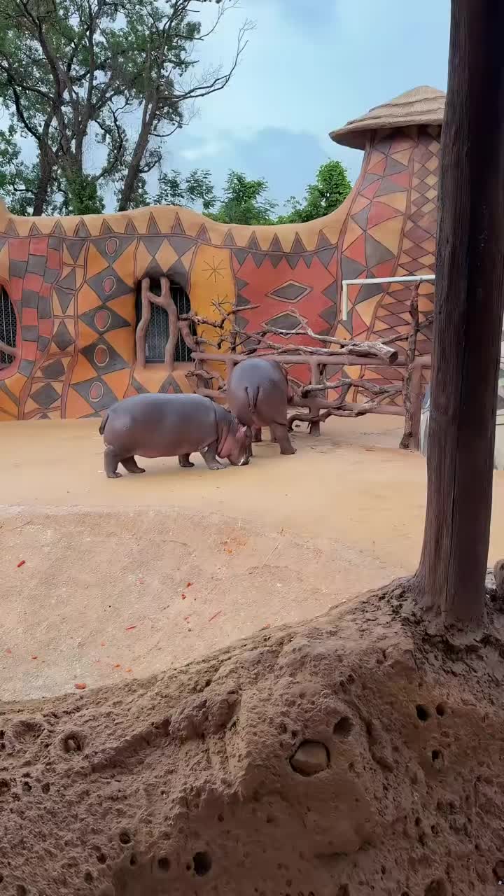 @Hippo