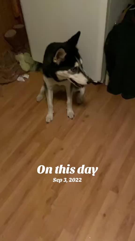 @Martin Scorsese the husky