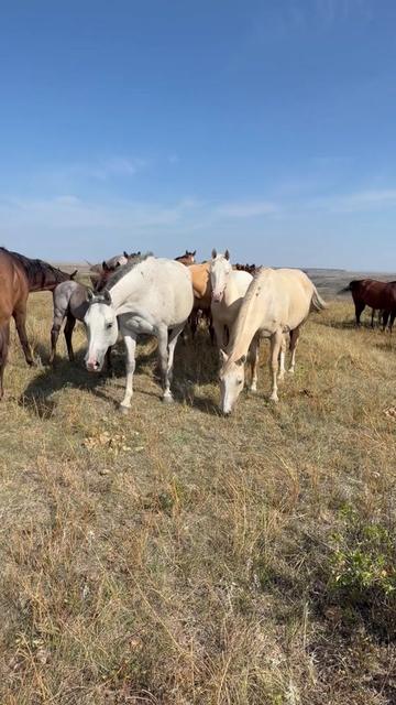 @TSQuarterHorses