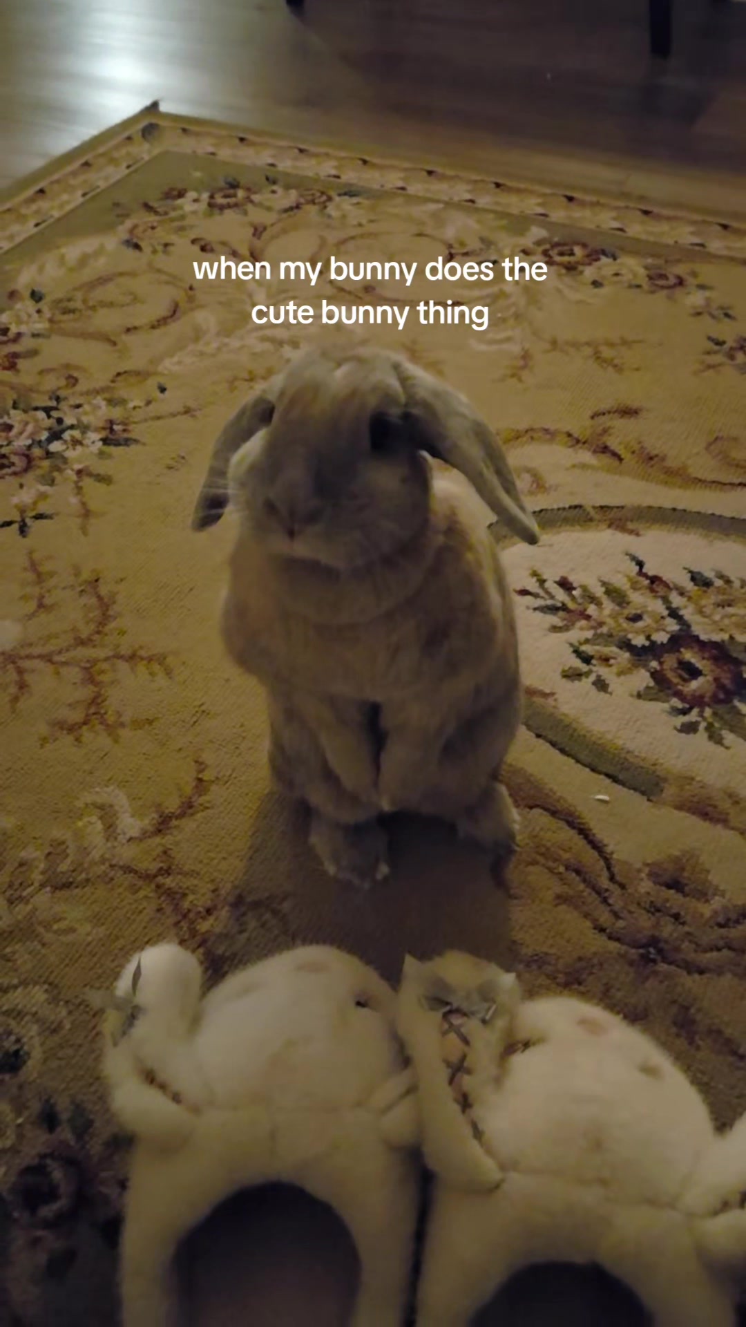 @bunny wabbit