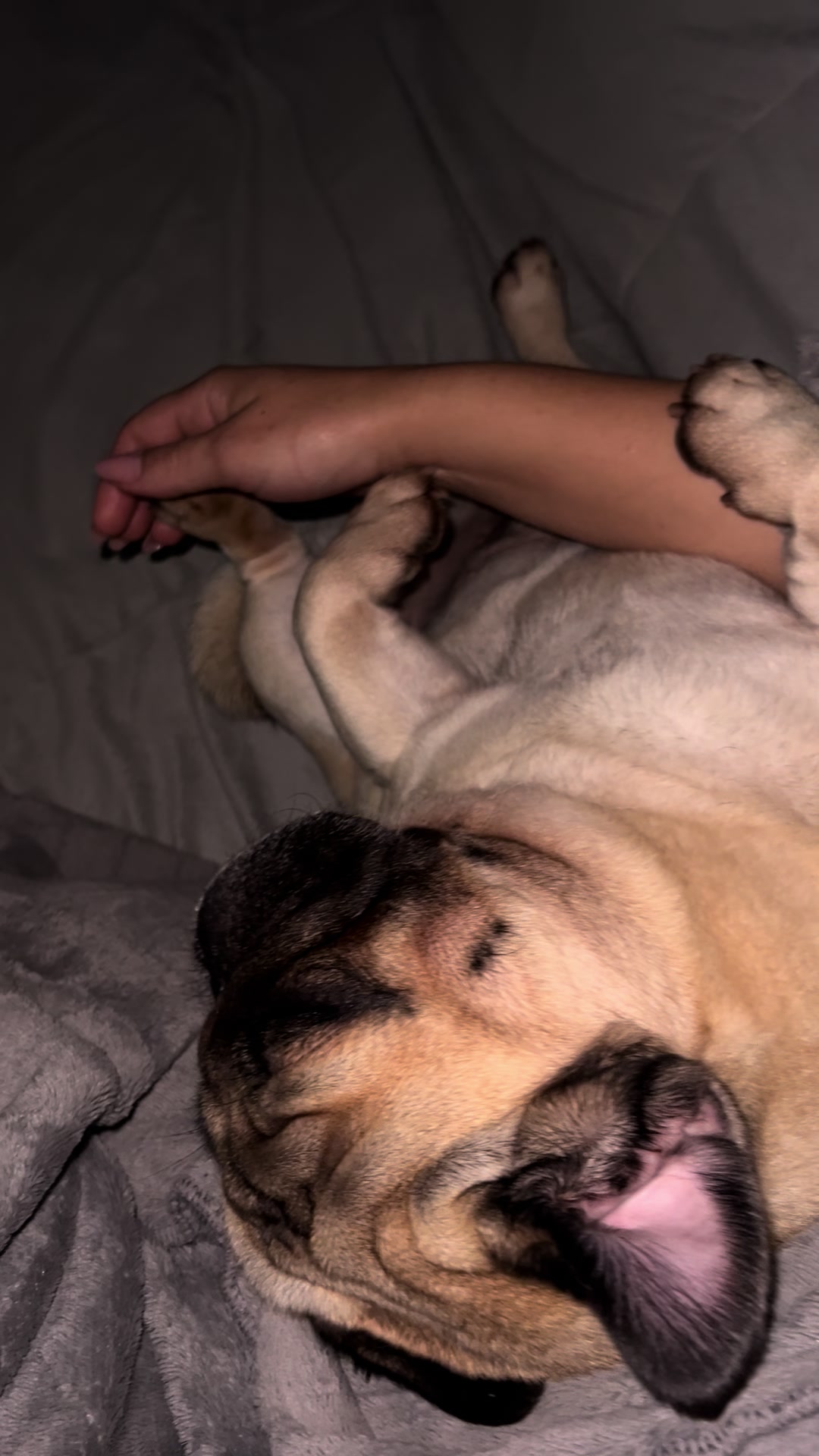 @pugSofyHarry