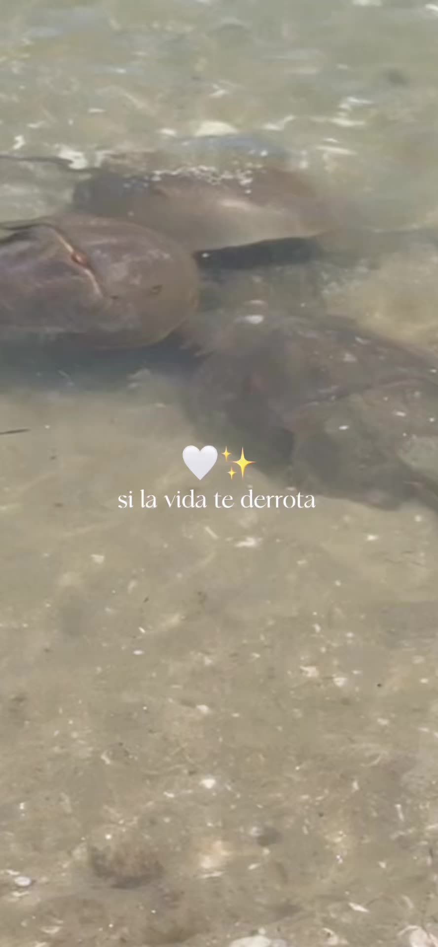 @Estefany GM