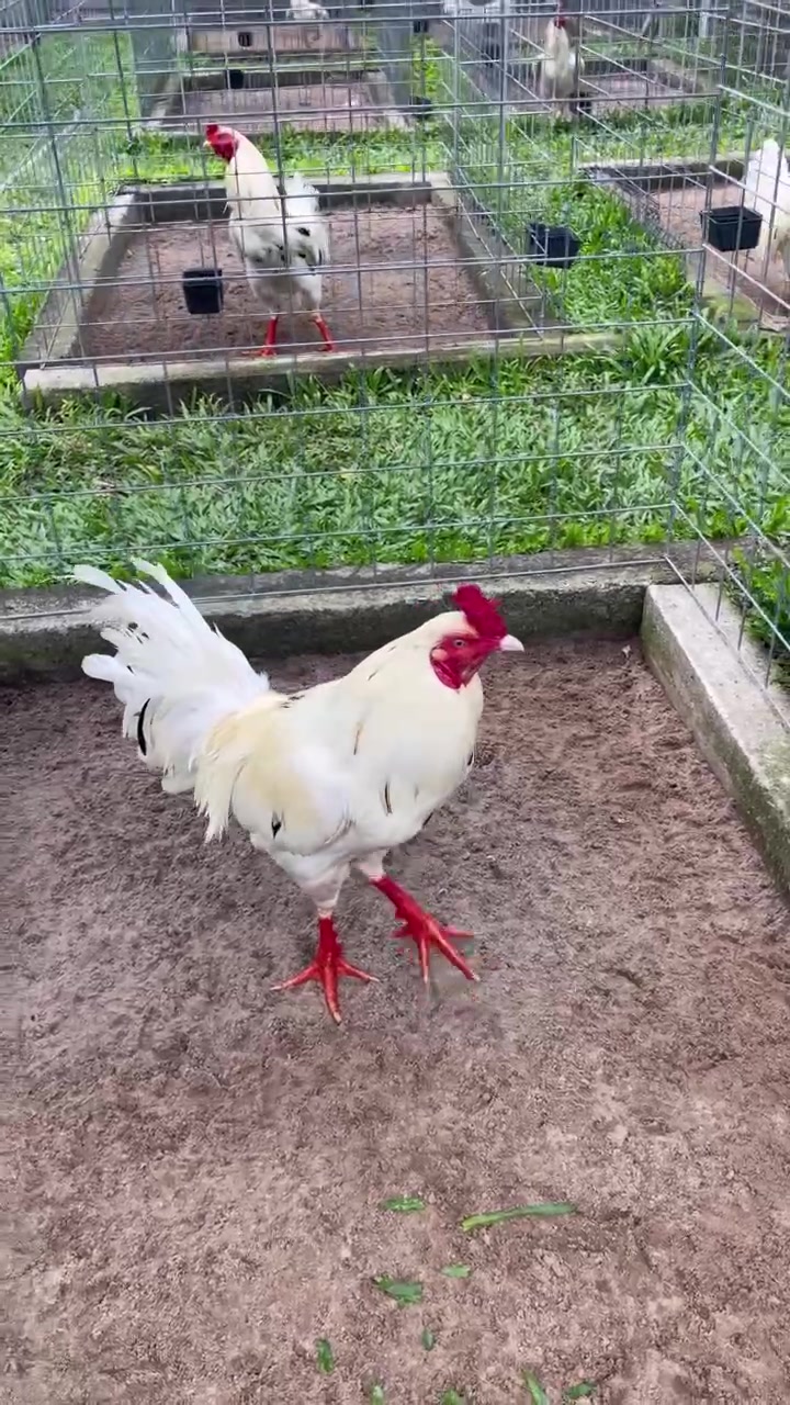 @Quốc Bảo ( baosting)