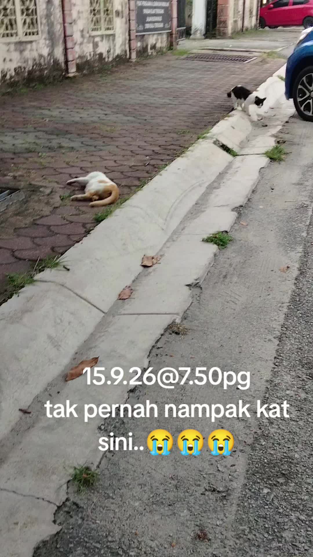 @MaderCats