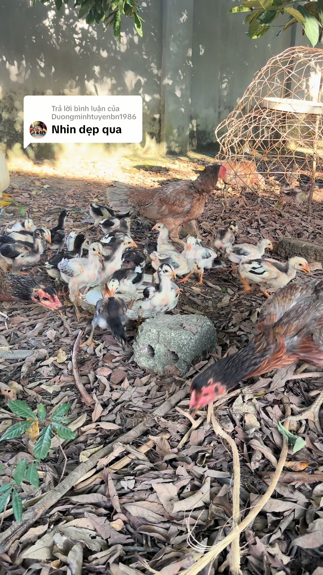 @Quyền Ba Vì