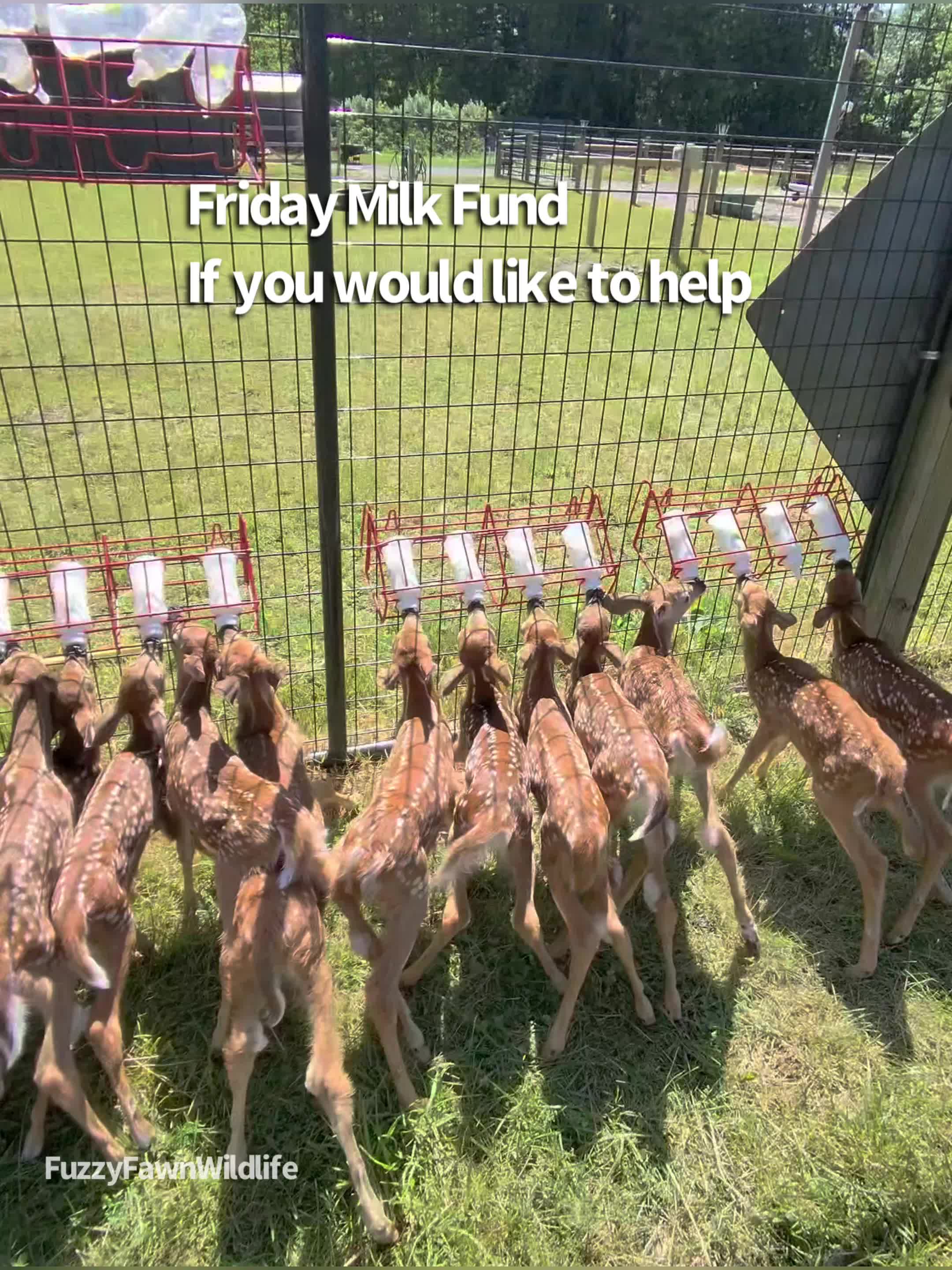 @Fuzzy Fawn Wildlife