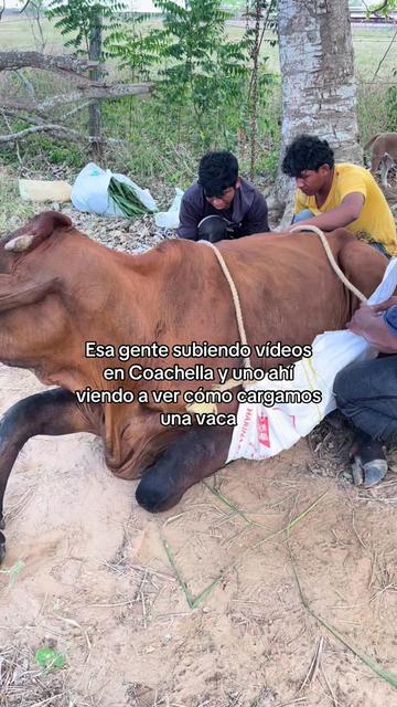 @Luis Fernando Silva 🐎🔥