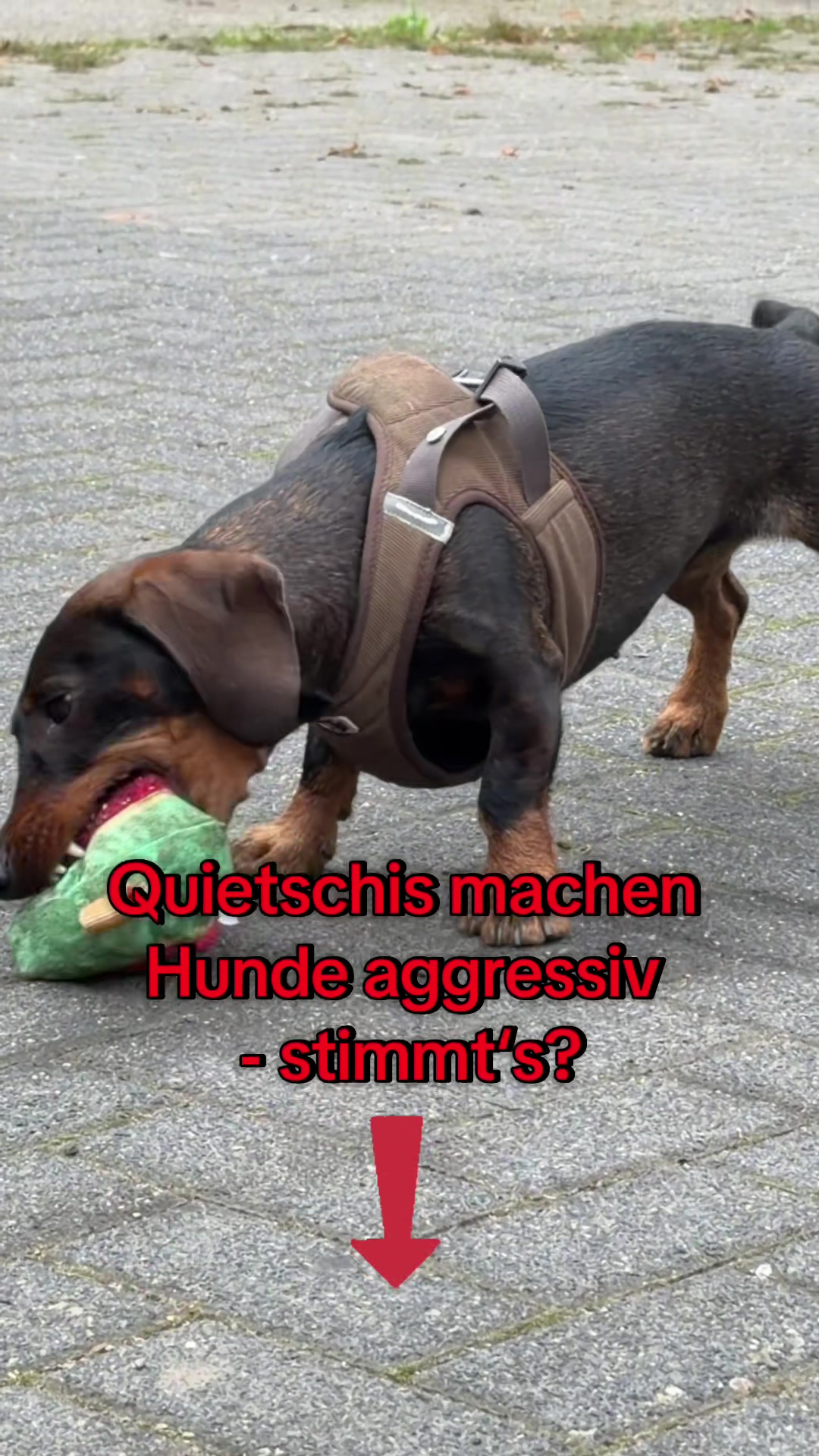 @INSAbenteuerHund