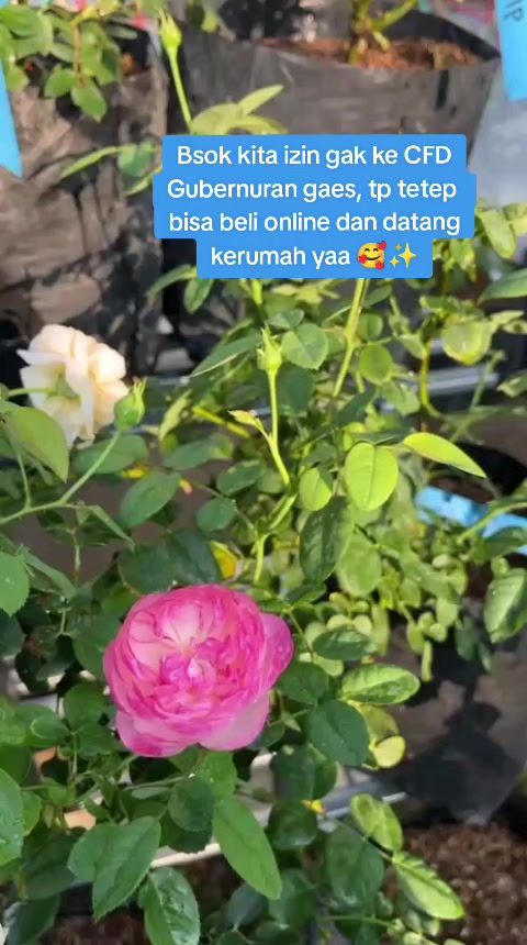 @Prasetya