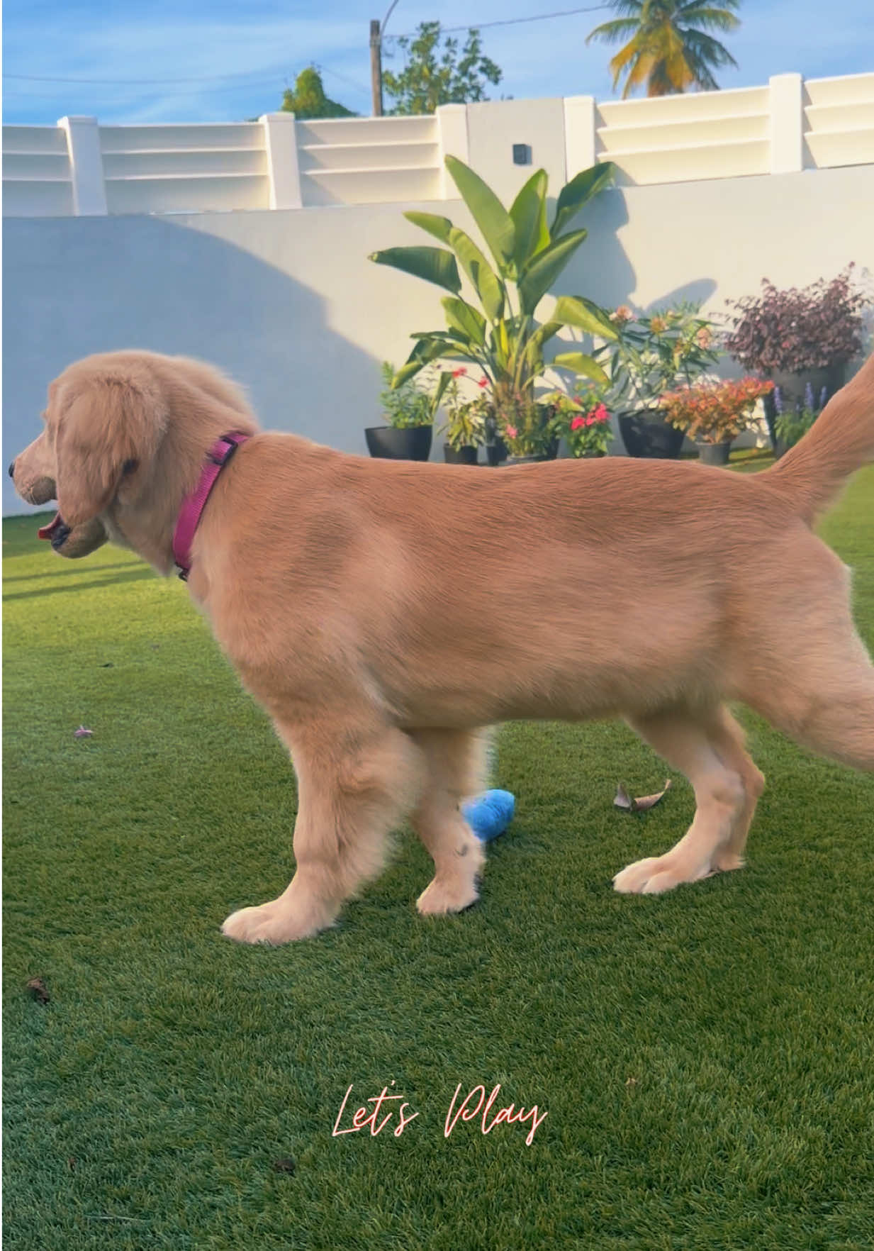 @thepawsisterspr