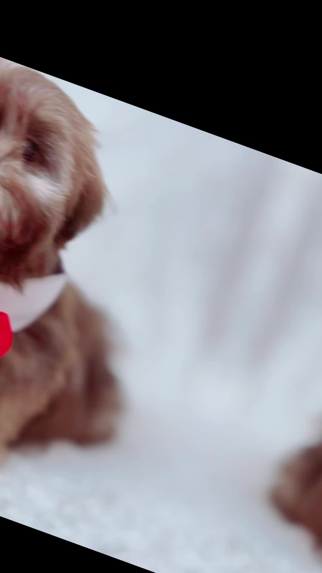 @SHIHTZU SOIRÉE